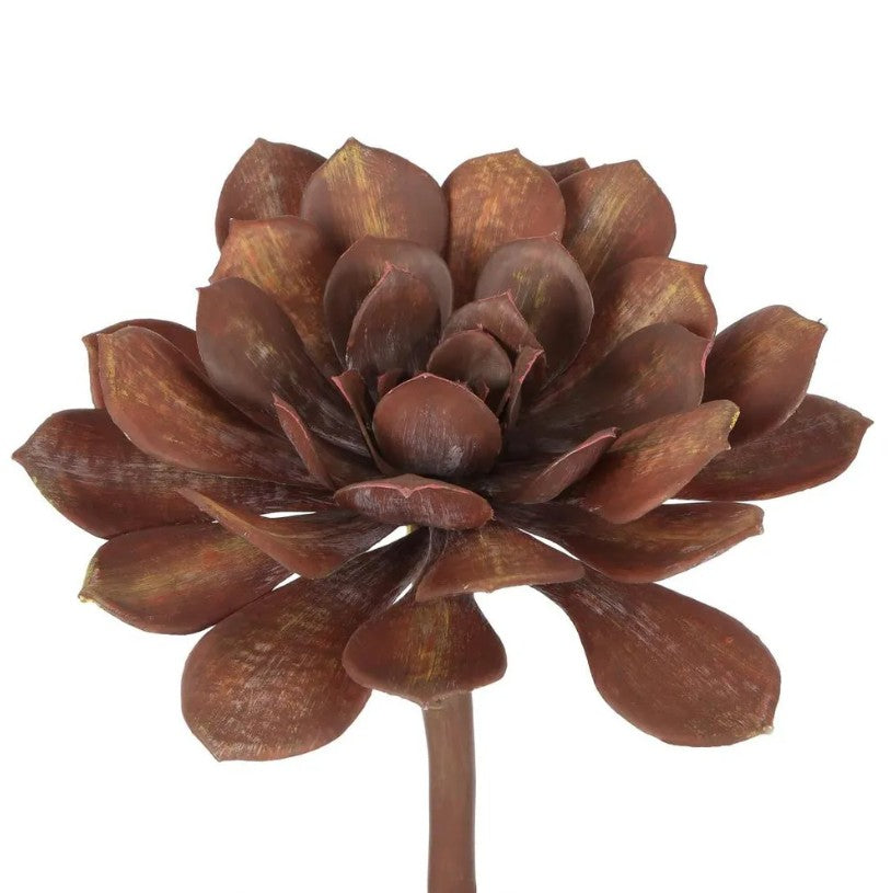 © Succulent large burgundy