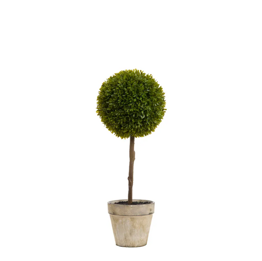 © Boxwood topiary 60cm