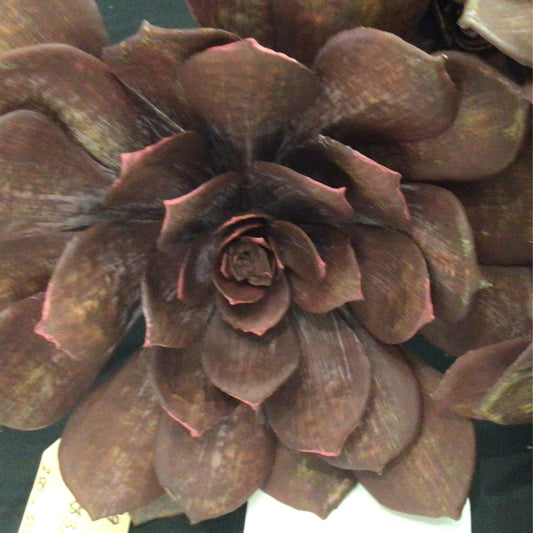 © Succulent large burgundy