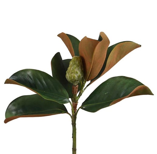 ©  Magnolia bud short stem 60cm
