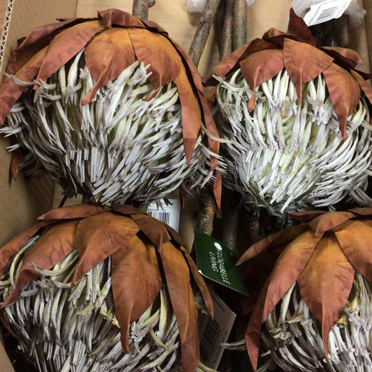 ©  Protea Stem